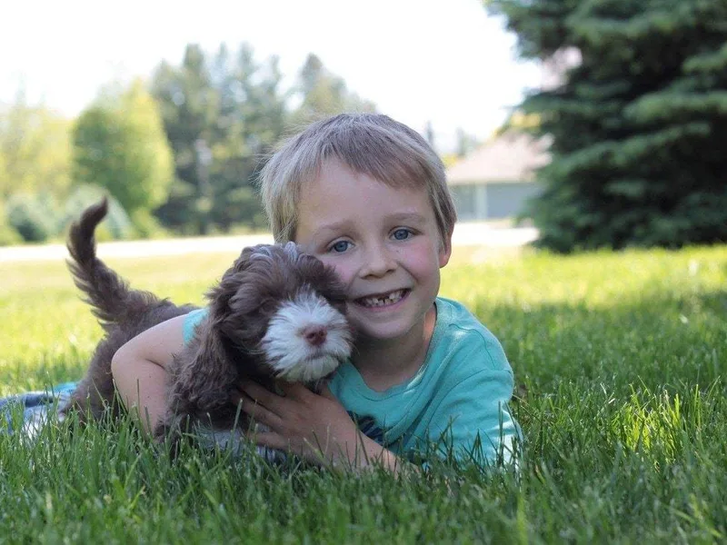 Bainbridge Labradoodles
