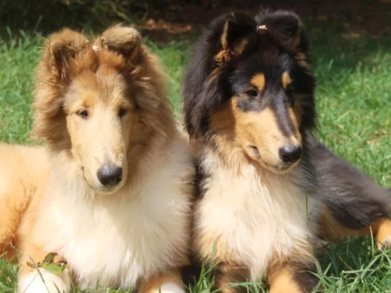Bainwood Collies