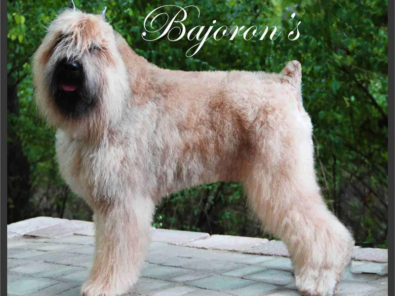 Bajoron Bouvier des Flandres