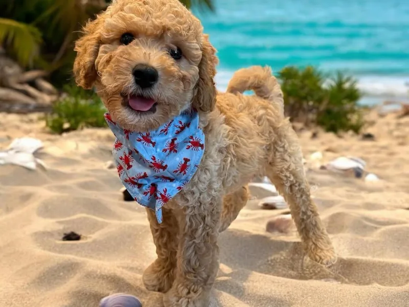 Baker County Goldendoodles