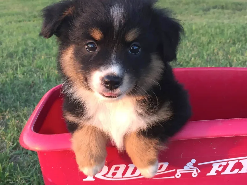 Baker Ranch Toy Aussies
