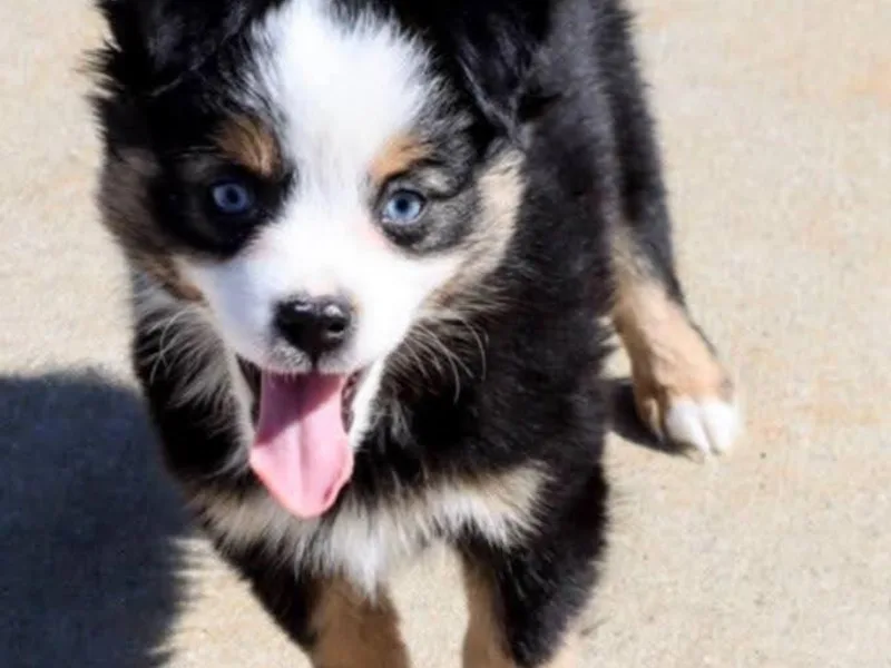 Baker's Down South Aussies