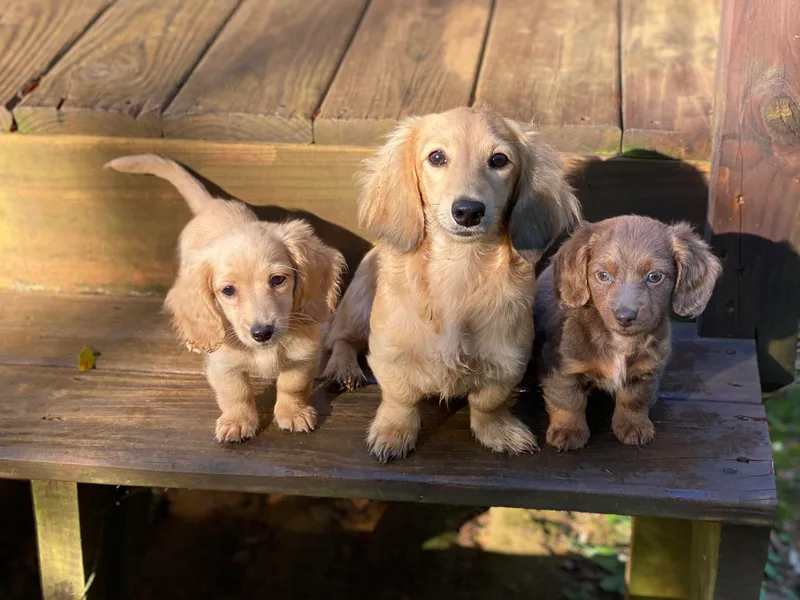Baker's Farm Dachshunds