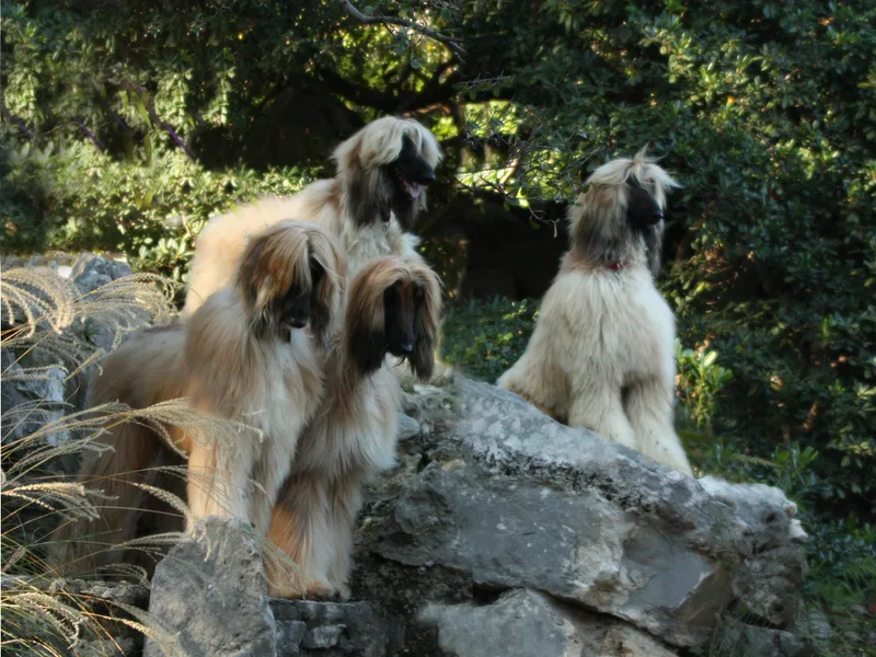 Bakura Afghans photo 1
