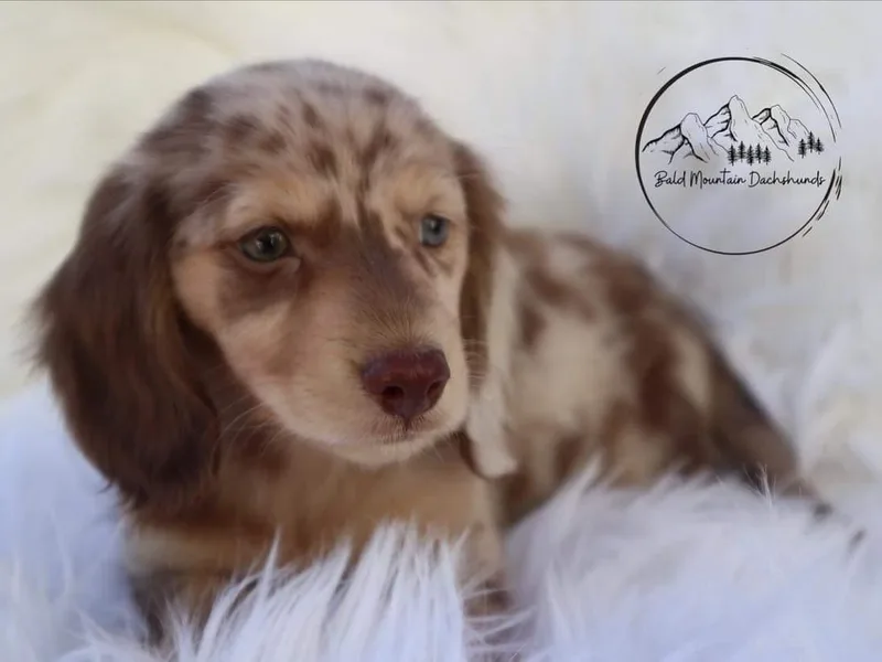 Bald Mountain Dachshunds
