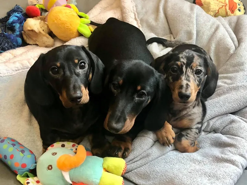 Baldox Dachshunds