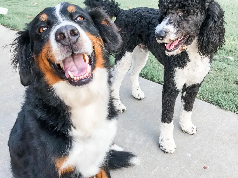 Baldridge Bernedoodles