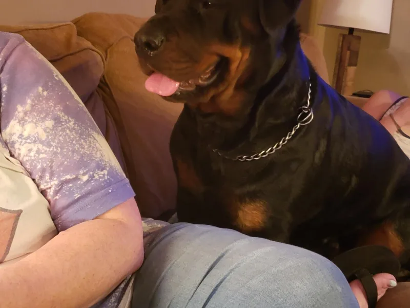 Baldwin Rottweilers