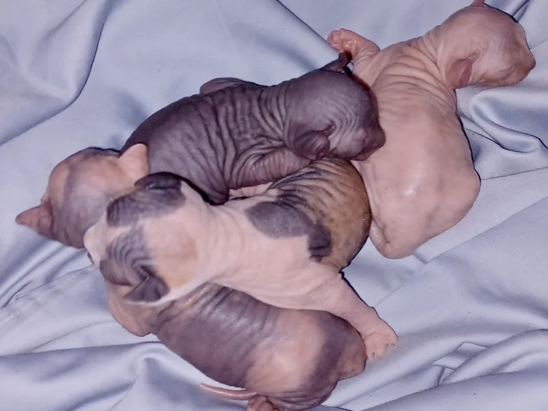BaldyKats