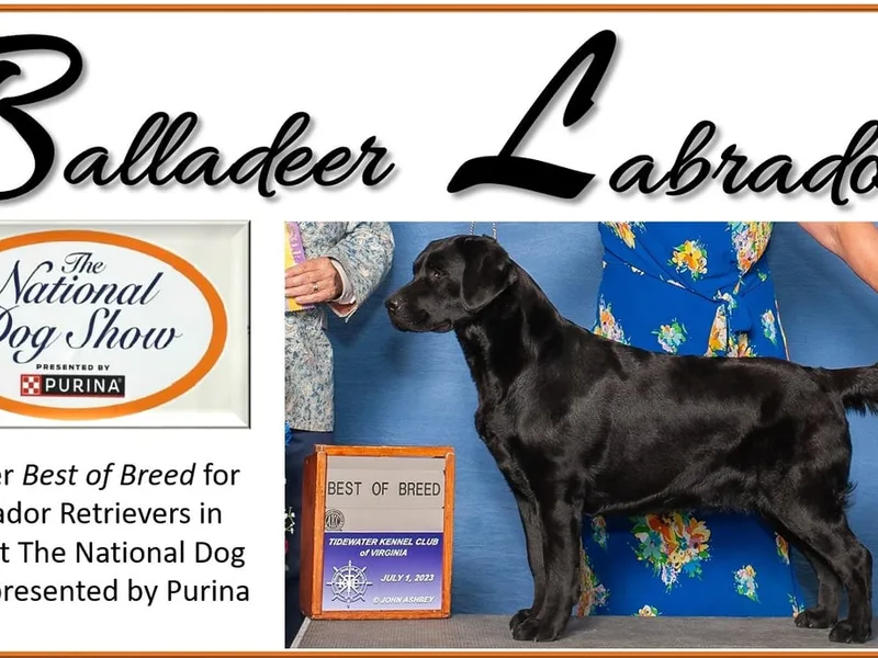 Balladeer Labradors