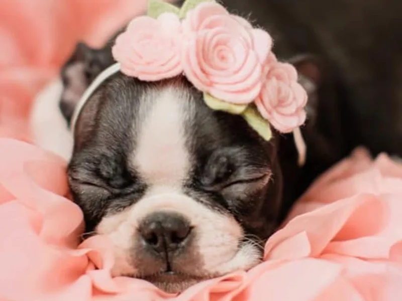 Ballard Boston Terriers and French Bulldogs