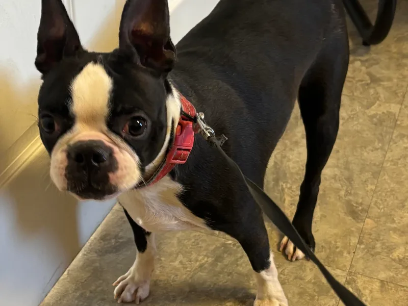 Ballard Boston Terriers