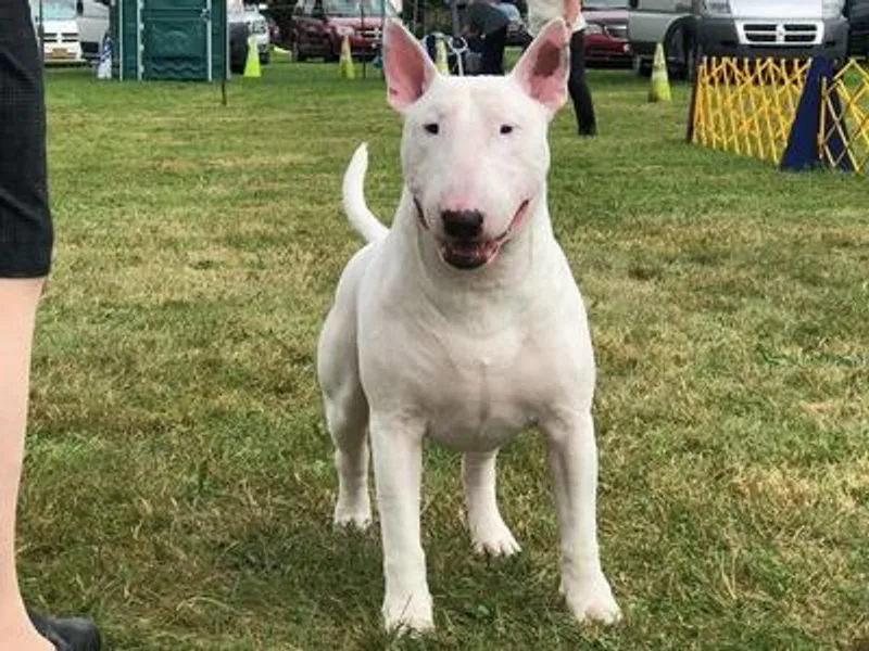 Bally Bull Terriers