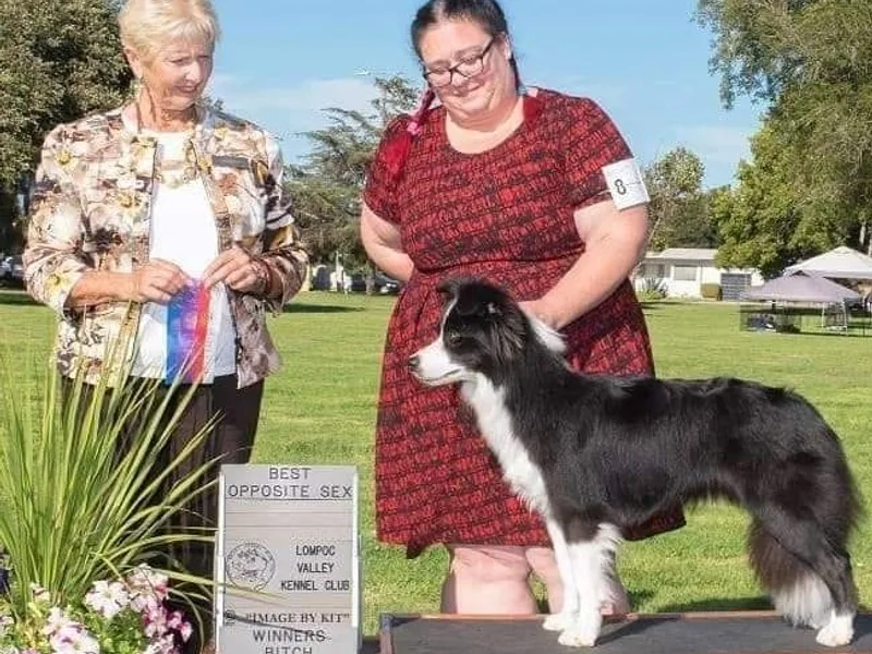 Balmoral Border Collies
