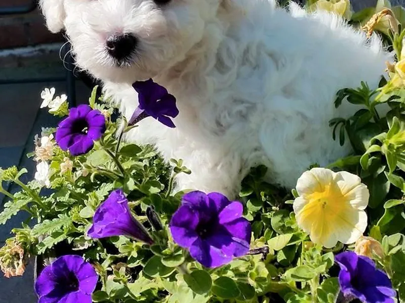 Baltimore Bichons, Inc.