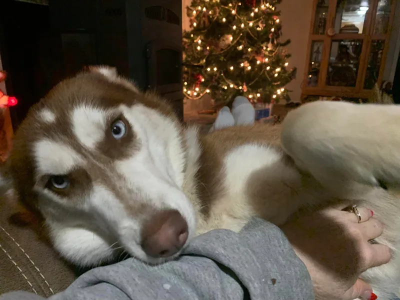 Bandit Creek Siberians Husky