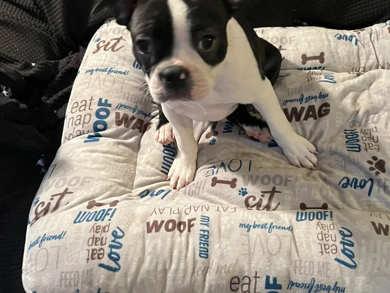 Bandloki Boston Terrier