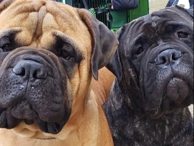 Bandog Bullmastiffs