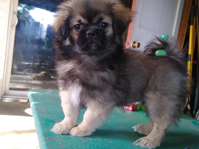 Bandor Tibetans photo 1