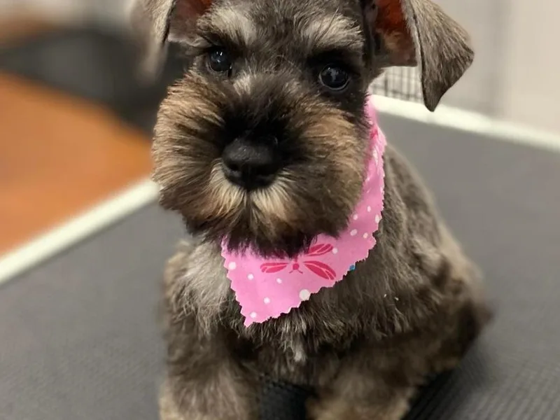 Bandwagon Miniature Schnauzers