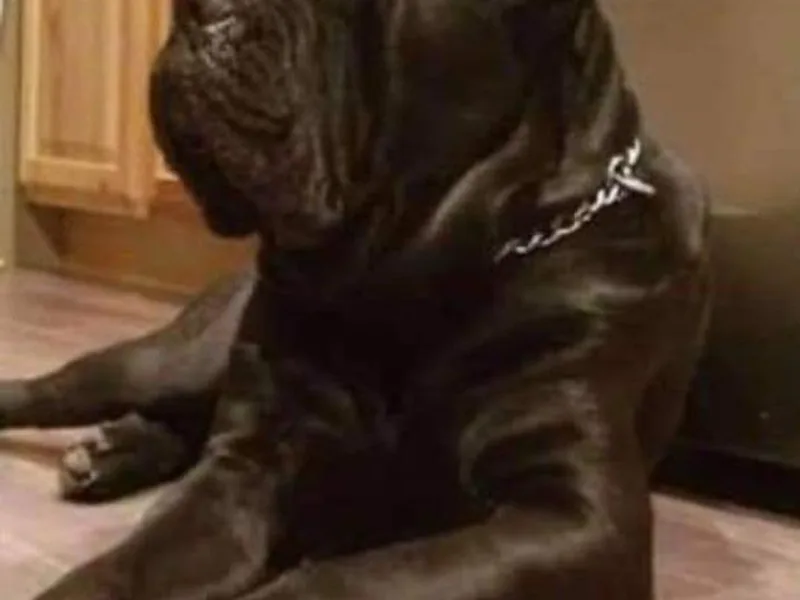 Bane's Legacy Cane Corso