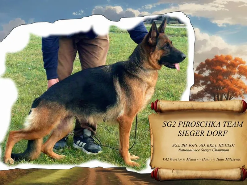 Banffy Haus German Shepherds