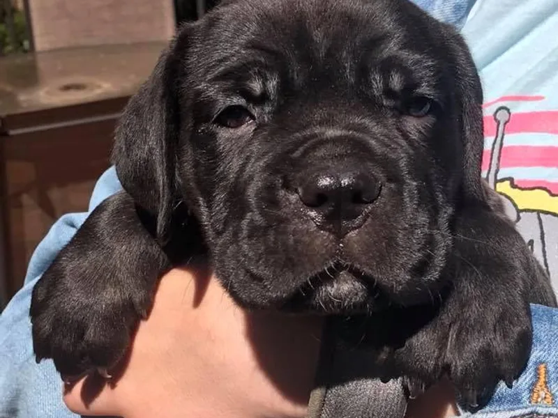 Banner Mountain Cane Corso