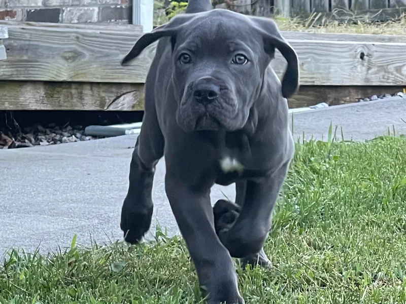 Banner’s Legacy Cane Corso