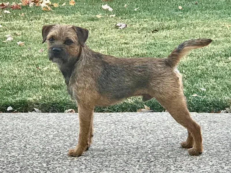 Bannerkin Border Terriers