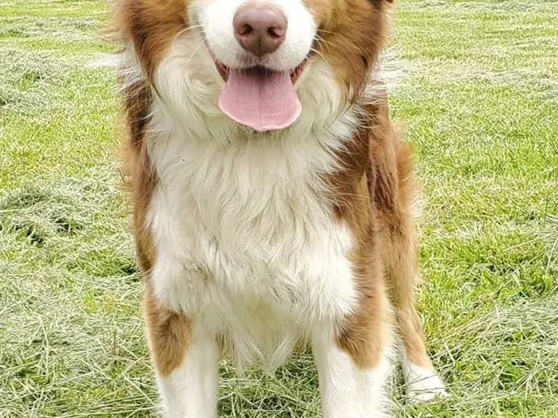Bar-F Kennels