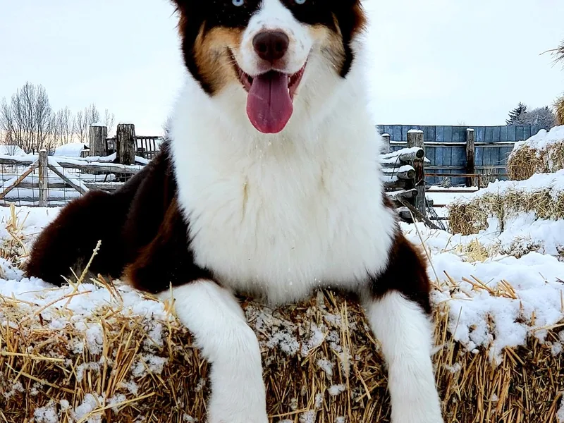Bar G Australian Shepherds