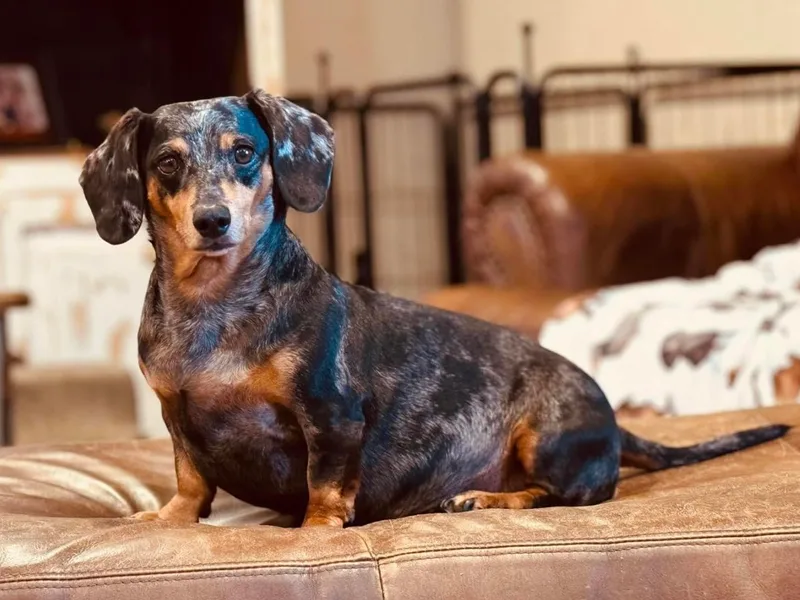 Bar -JL DOXIES