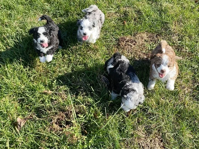 Bar K Aussiedoodles