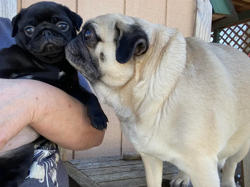 Bar-Ken Baby Pugs