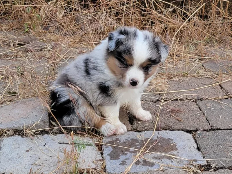 Bar M Toy Aussies