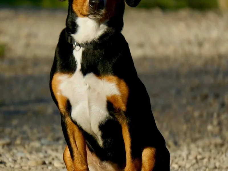 Bar TT Ranch Entlebuchers photo 1