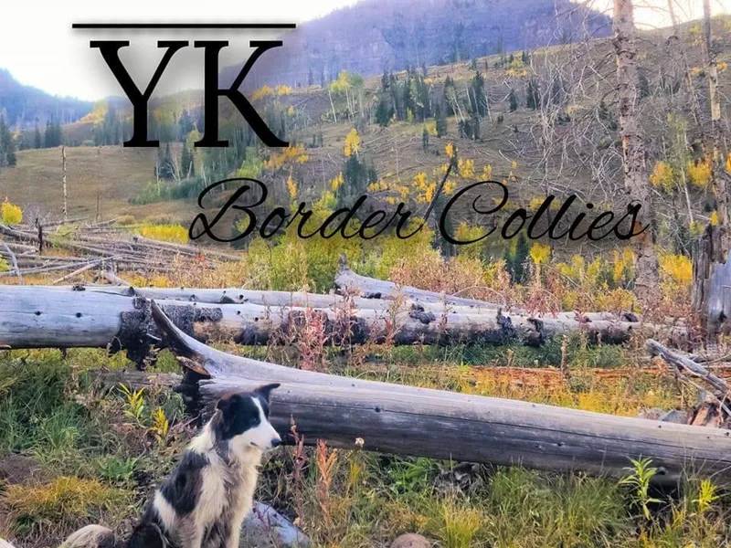 Bar YK Border Collies