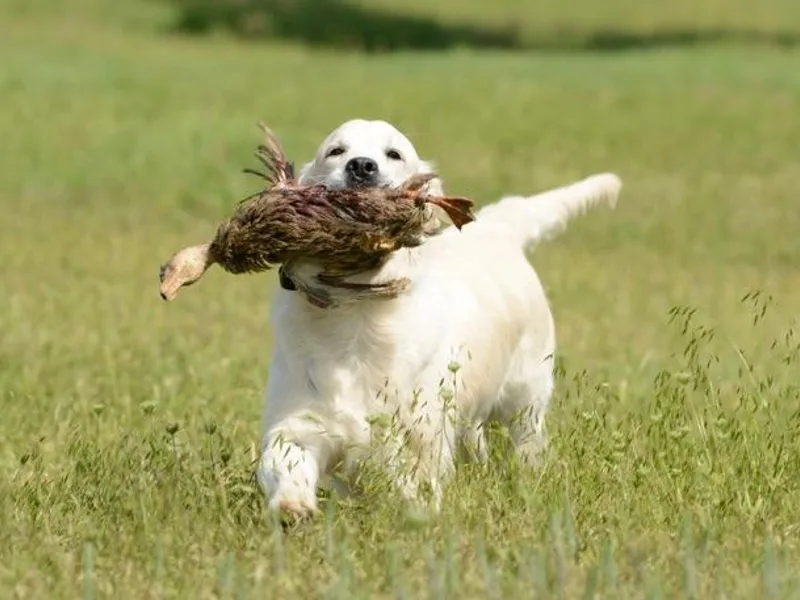 Barafields Golden Retrievers