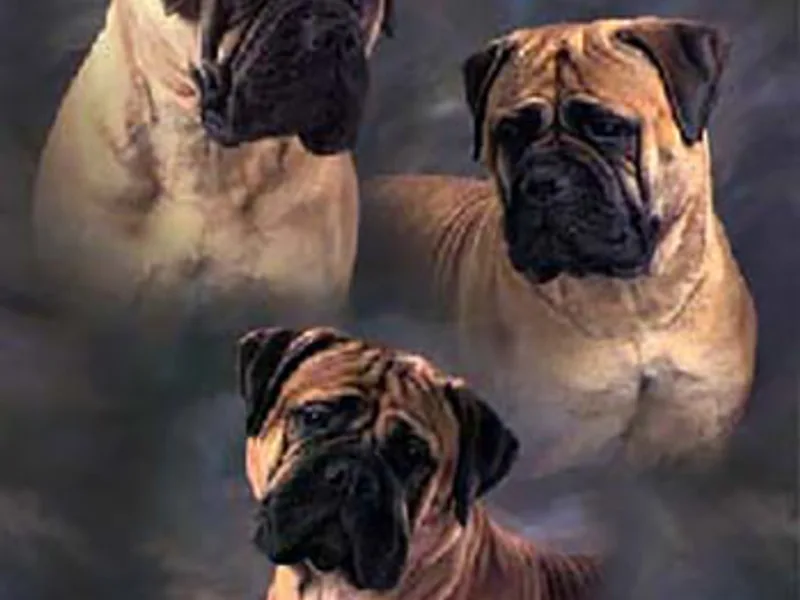 Barb'Eric Bullmastiffs ...Eric and Barb Long