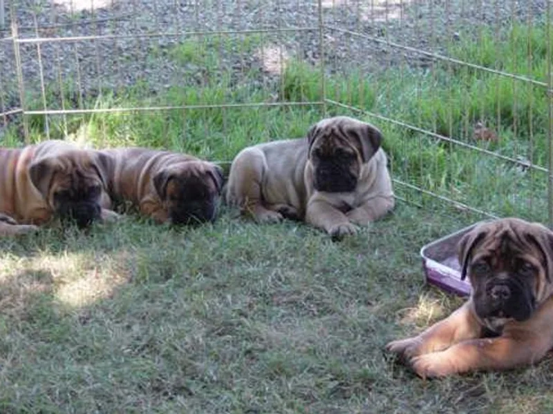 Barb'Eric Bullmastiffs