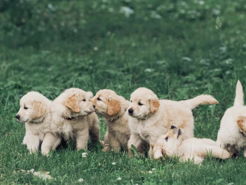 Barb Felt's Golden Retrievers