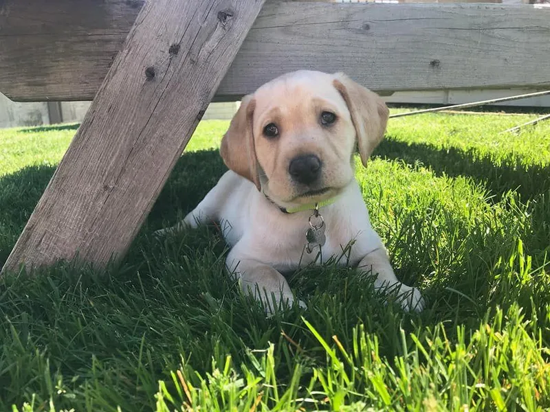 Barb's Labrador Retrievers