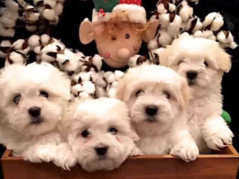 Barbara Adcock's Coton de Tulears photo 1