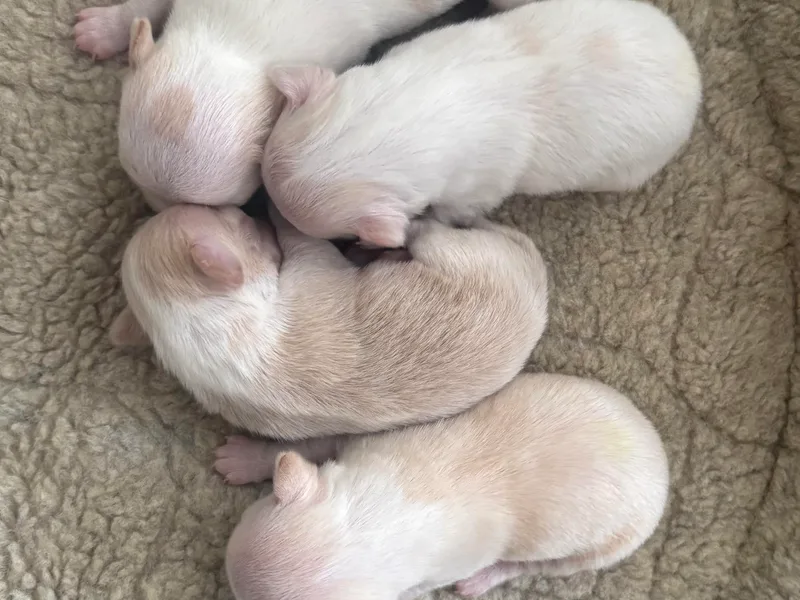 Barbara JAN Lukenbill