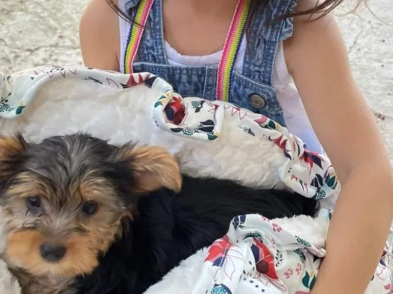 Barbara Lamb's Yorkshire Terriers