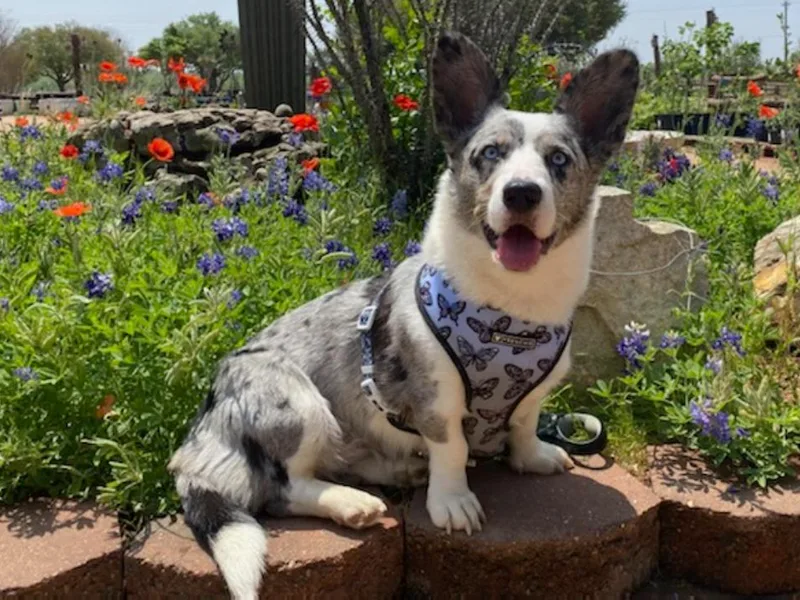 Barbara's Corgis photo 1