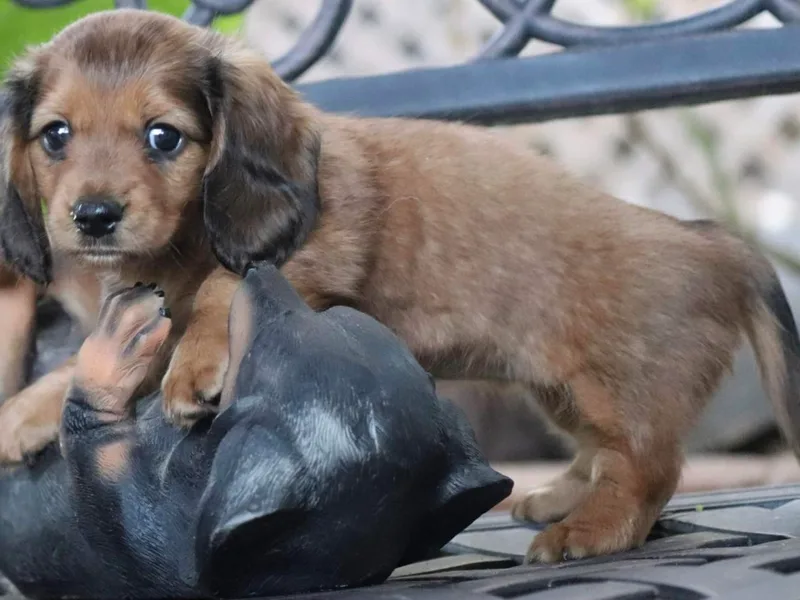 Barbara's Dachshunds