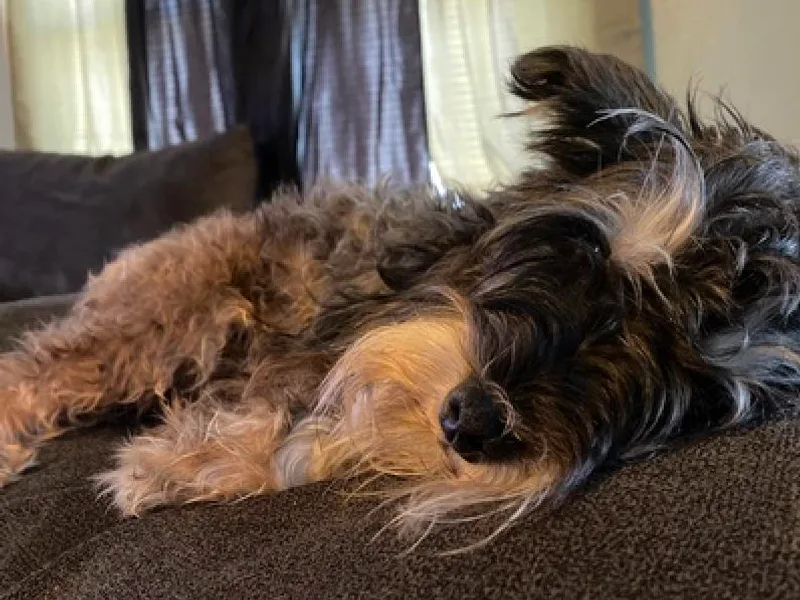 Barbara's Miniature Schnauzers