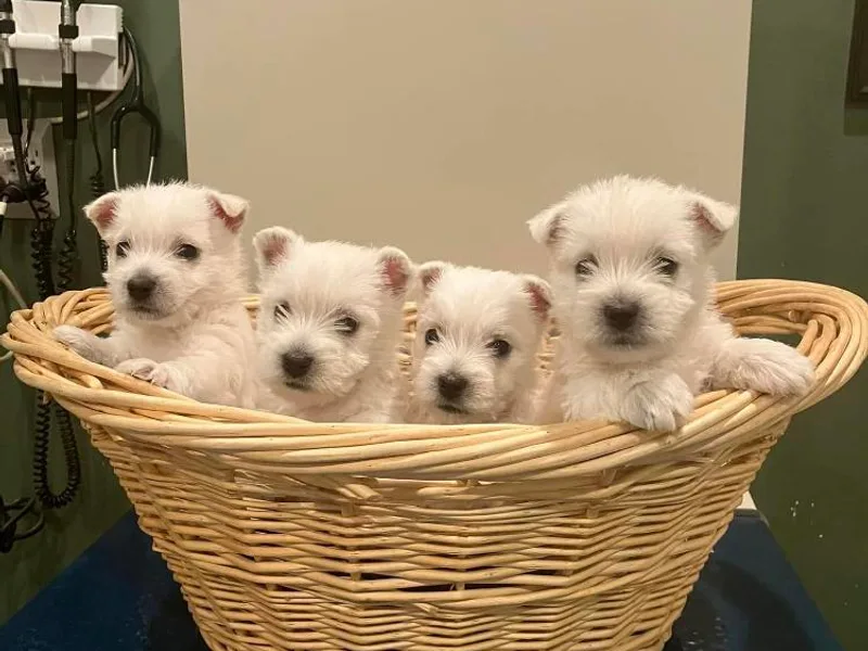 Barbara's West Highland White Terriers