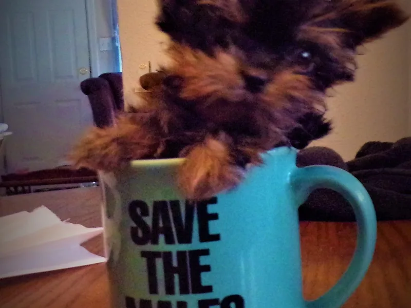 Barbara's Yorkshire Terriers